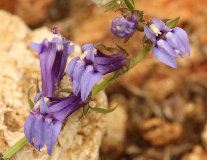 Blue Lobelia